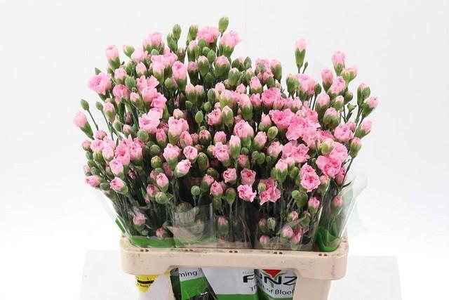 Срезанные цветы оптом Dianthus sp pink от 100шт из Голландии с доставкой по России