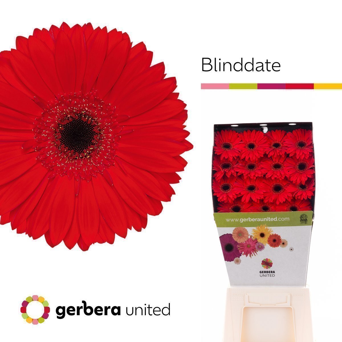 Срезанные цветы оптом Gerbera diamond blinddate от 15шт из Голландии с доставкой по России