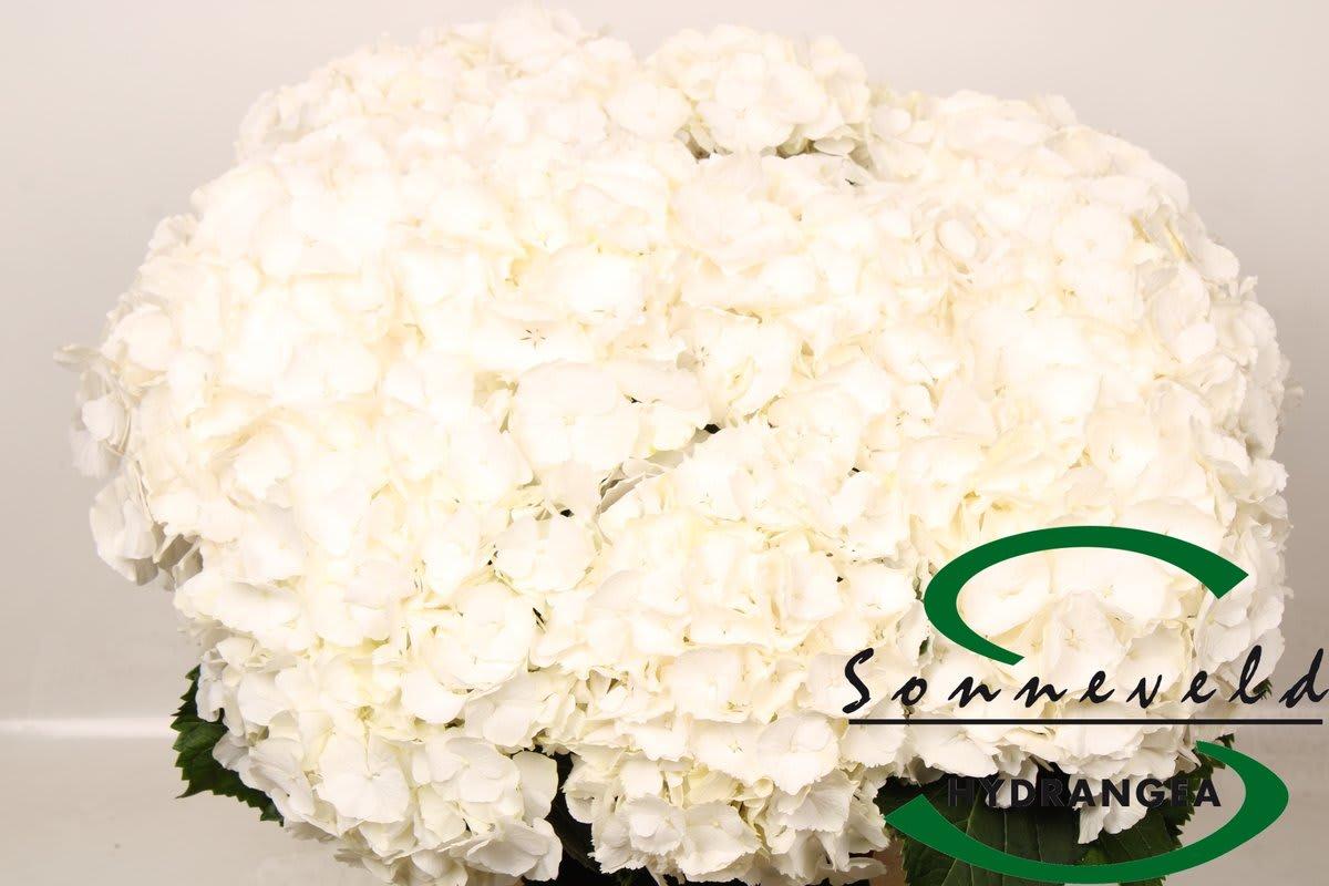 Срезанные цветы оптом Hydrangea white verena от 10шт.. из Голландии с доставкой по России
