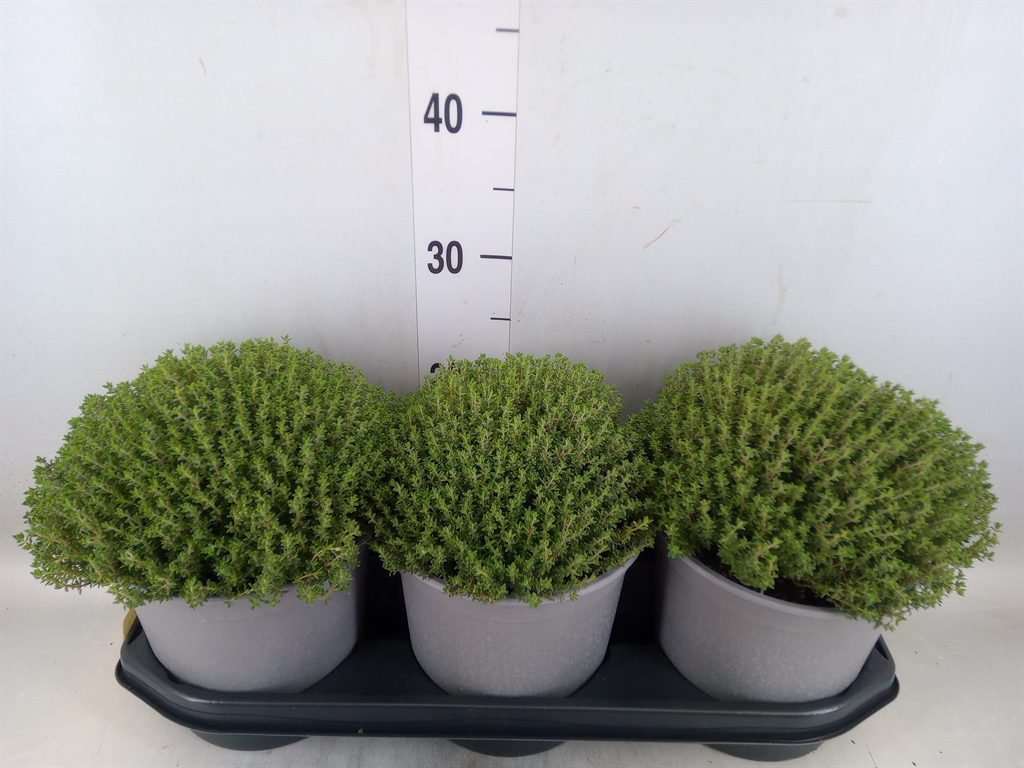 Горшечные цветы и растения оптом Thymus Vulgaris от 3шт из Голландии с доставкой по России