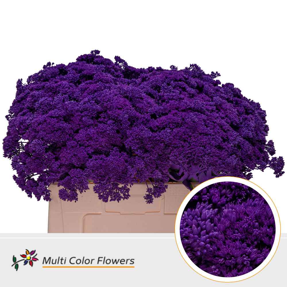 Срезанные цветы оптом Sedum paint lilac dark от 50шт. из Голландии с доставкой по России