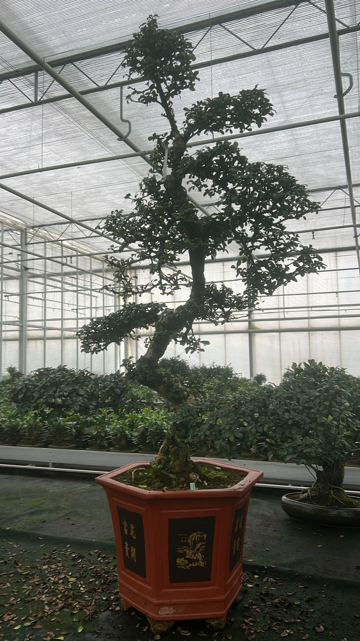 Горшечные цветы и растения оптом Carmona Macrophylla от 1шт из Голландии с доставкой по России