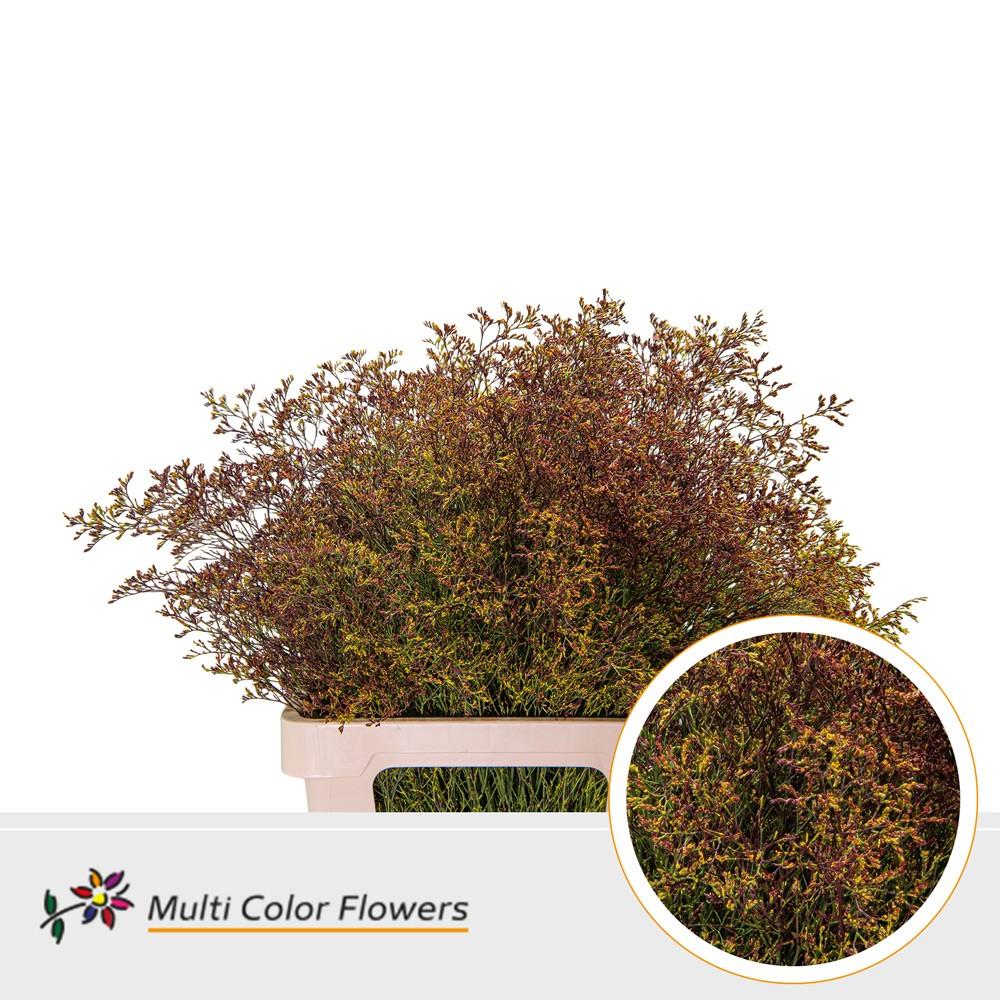 Срезанные цветы оптом Limonium beltlaard paint mix autumn от 25шт из Голландии с доставкой по России