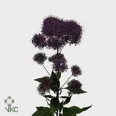 Срезанные цветы оптом Trachelium lake superior от 50шт из Голландии с доставкой по России