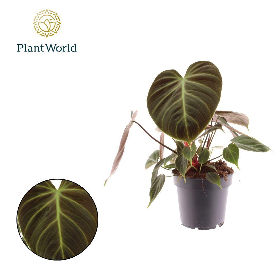 Горшечные цветы и растения оптом Philodendron Choco Red от 10шт из Голландии с доставкой по России