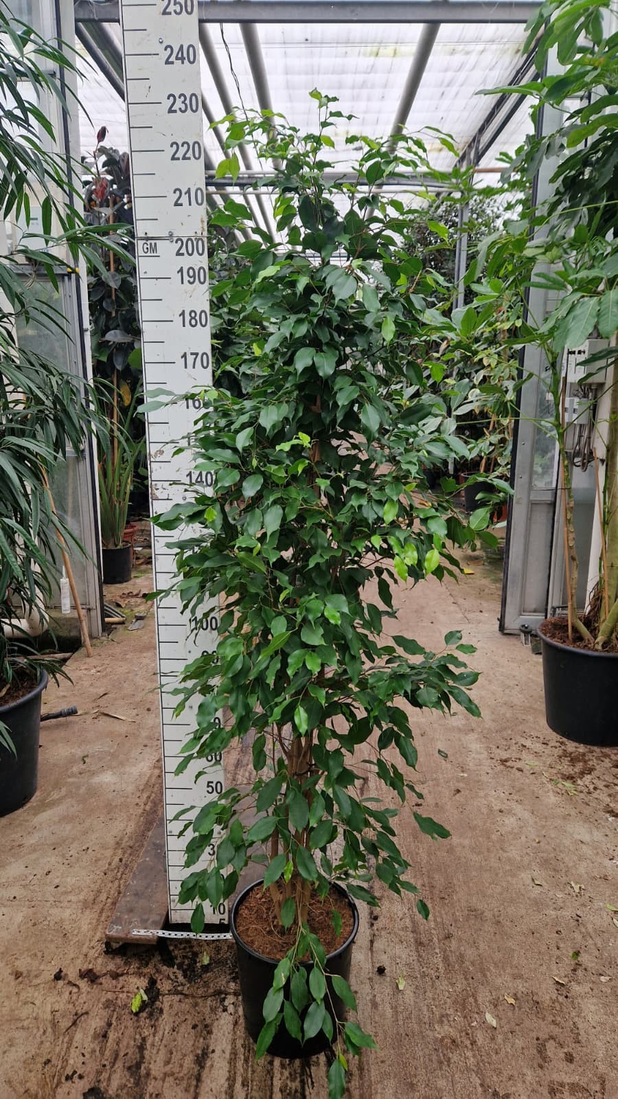 Горшечные цветы и растения оптом Ficus Be Exotica Piramide 200 Xl от 1шт из Голландии с доставкой по России