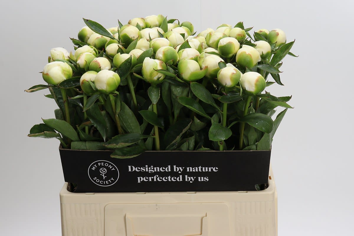 Срезанные цветы оптом Paeonia duchess de nemours от 50шт. из Голландии с доставкой по России