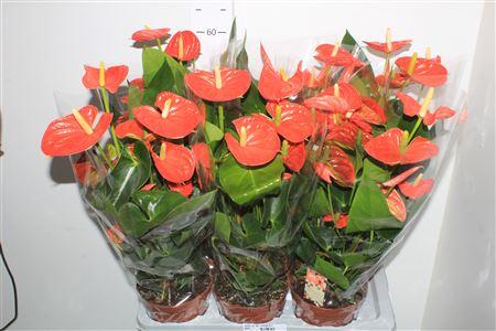 Горшечные цветы и растения оптом Anthu An Sier Orange 8+ от 6шт из Голландии с доставкой по России