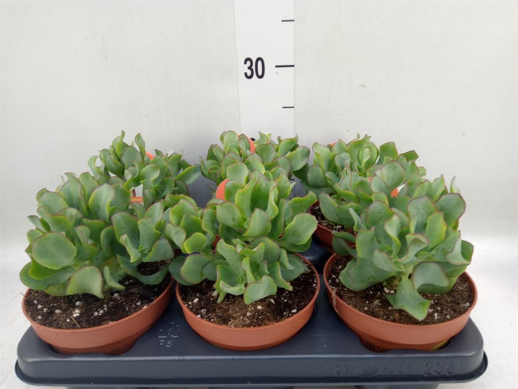Горшечные цветы и растения оптом Crassula Arborescens Subsp. Undilat от 6шт из Голландии с доставкой по России
