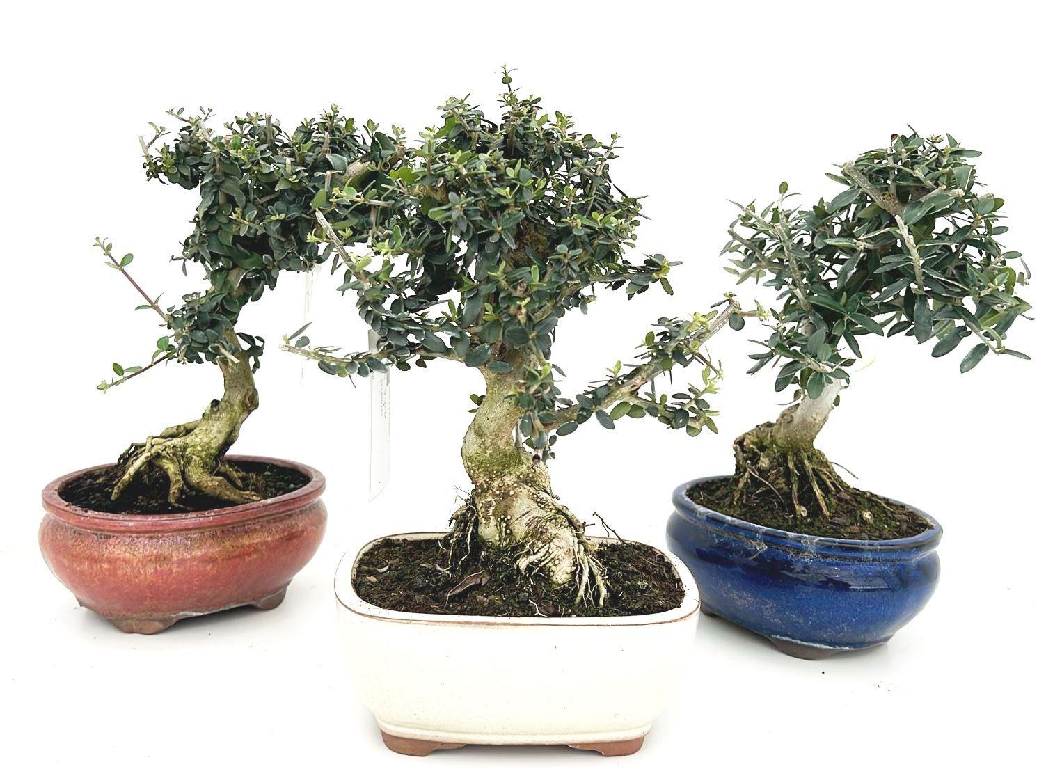 Горшечные цветы и растения оптом Olea Sylvestris, Pot 16cm. от 6шт из Голландии с доставкой по России