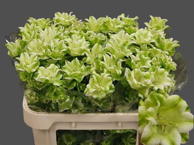Срезанные цветы оптом Campanula evergreen pink blush от 30шт из Голландии с доставкой по России Срезанные цветы оптом Campanula evergreen pink blush от 30шт из Голландии с доставкой по России