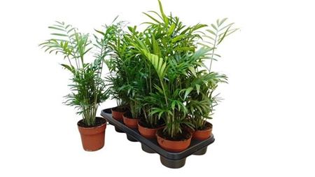 Горшечные цветы и растения оптом Chamaed Elegans 15pp от 10шт из Голландии с доставкой по России