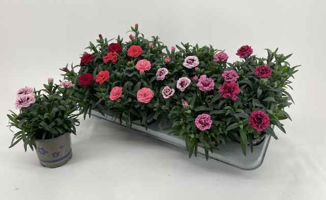 Горшечные цветы и растения оптом Dian Osc Gem от 12шт из Голландии с доставкой по России