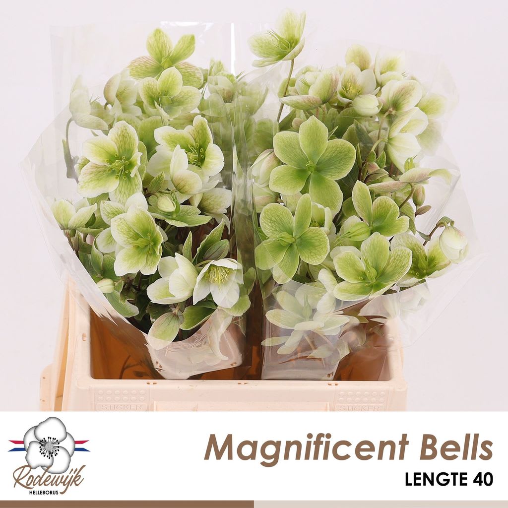 Срезанные цветы оптом Helleborus magnificent bells от 20шт из Голландии с доставкой по России