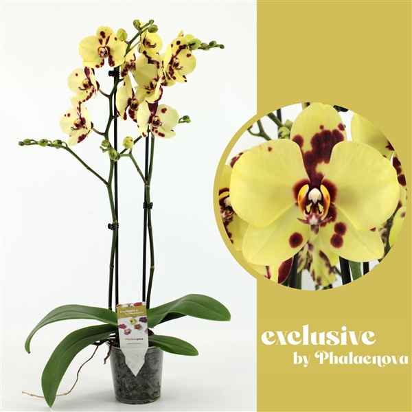 Горшечные цветы и растения оптом Phal 2st Romee 18+ (phalaenova) от 10шт из Голландии с доставкой по России