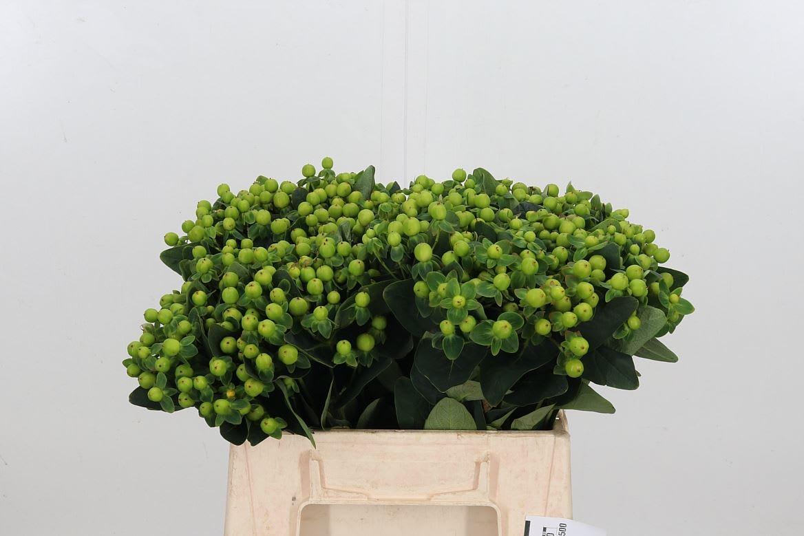 Срезанные цветы оптом Hypericum mag green revival от 100шт из Голландии с доставкой по России