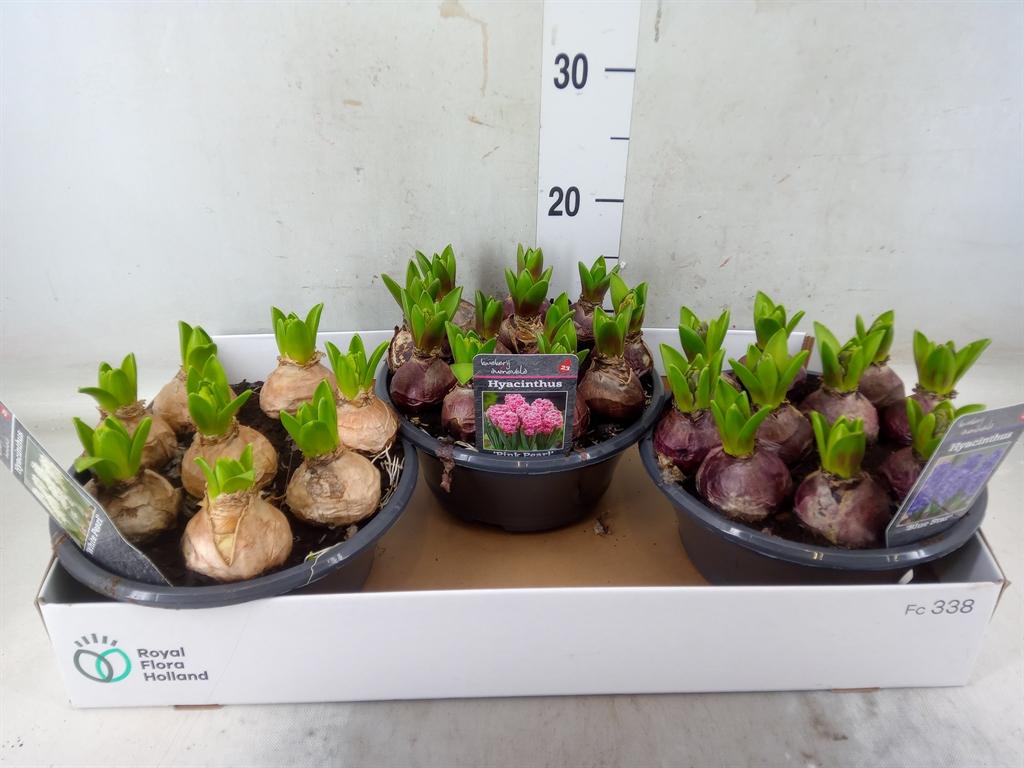 Горшечные цветы и растения оптом Hyacinthus Orie.   ...mix 3 от 3шт из Голландии с доставкой по России