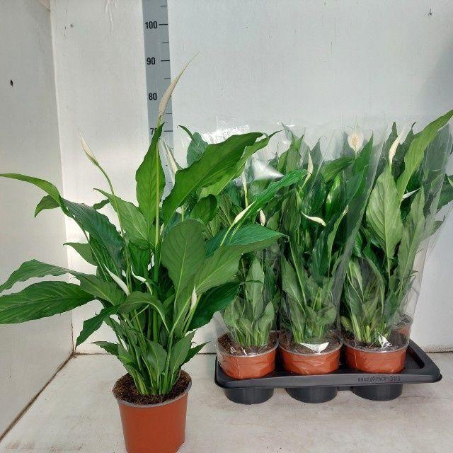 Горшечные цветы и растения оптом Spath Sweet Chico от 6шт из Голландии с доставкой по России