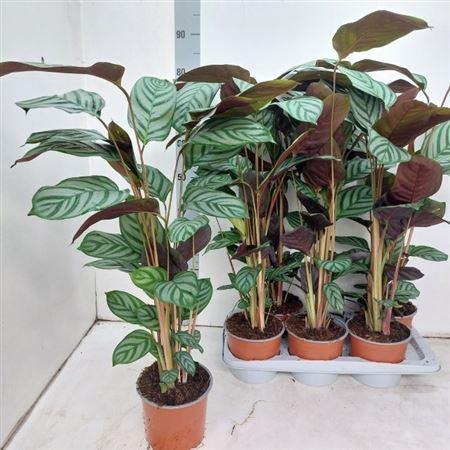 Горшечные цветы и растения оптом Ctenanthe Green Flag от 6шт из Голландии с доставкой по России