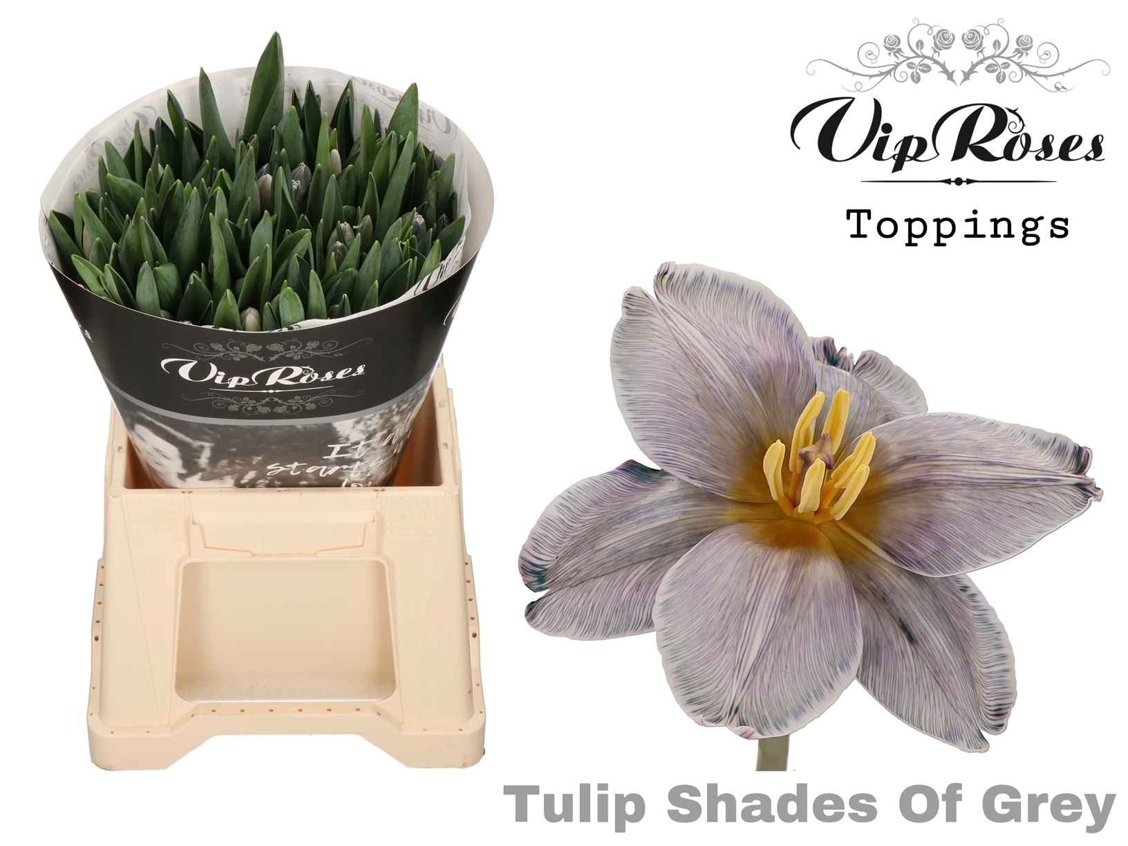 Срезанные цветы оптом Tulipa si paint shades of grey от 50шт из Голландии с доставкой по России