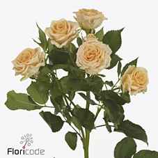 Срезанные цветы оптом Rosa sp trinity от 30шт из Голландии с доставкой по России