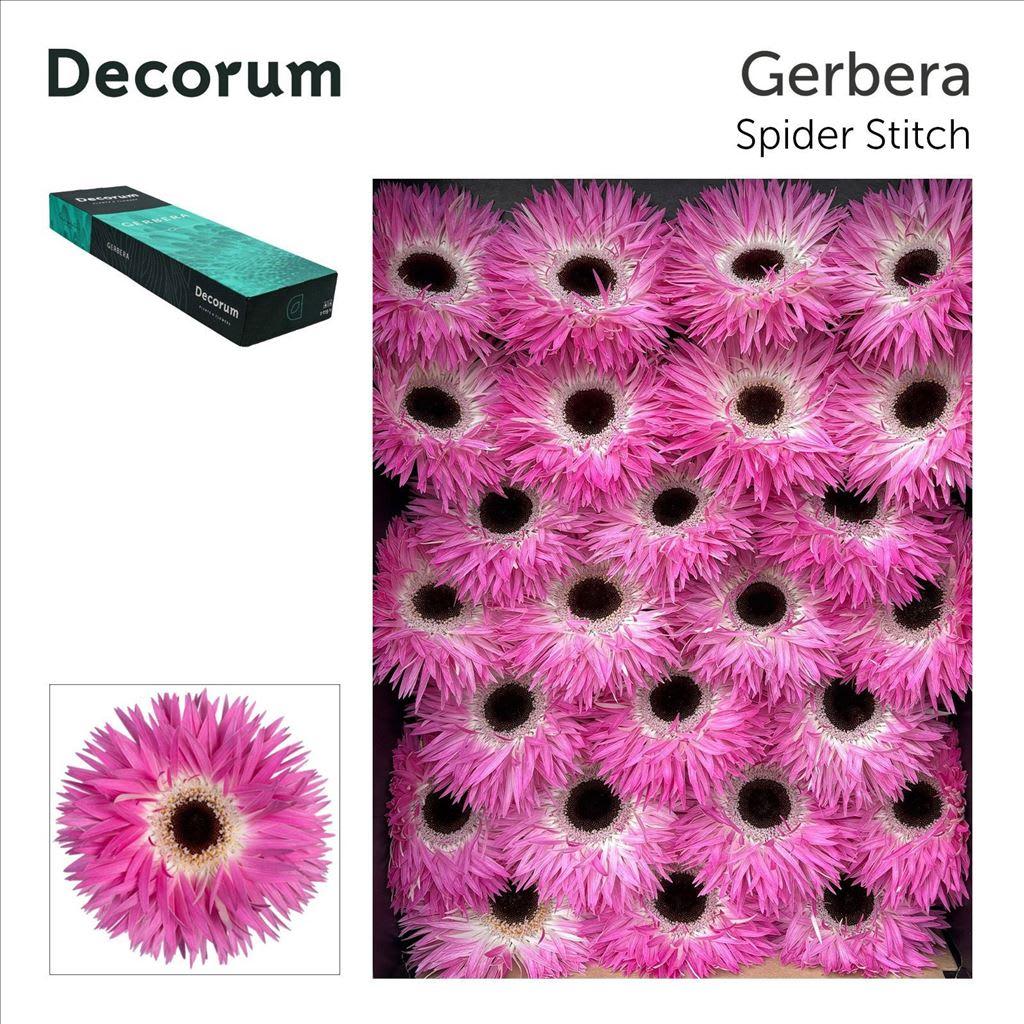 Срезанные цветы оптом Gerbera stitch+ от 50шт из Голландии с доставкой по России