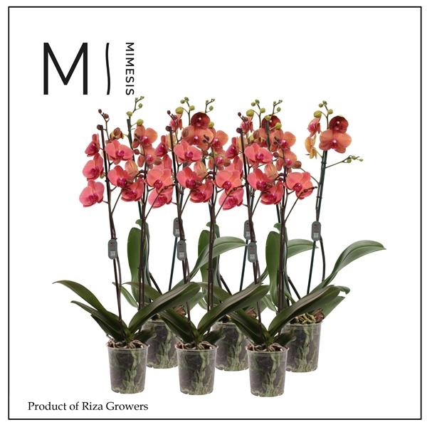 Горшечные цветы и растения оптом Mimesis Phal. Orange - 2 Spike 12cm от 10шт из Голландии с доставкой по России Горшечные цветы и растения оптом Mimesis Phal. Orange - 2 Spike 12cm от 10шт из Голландии с доставкой по России