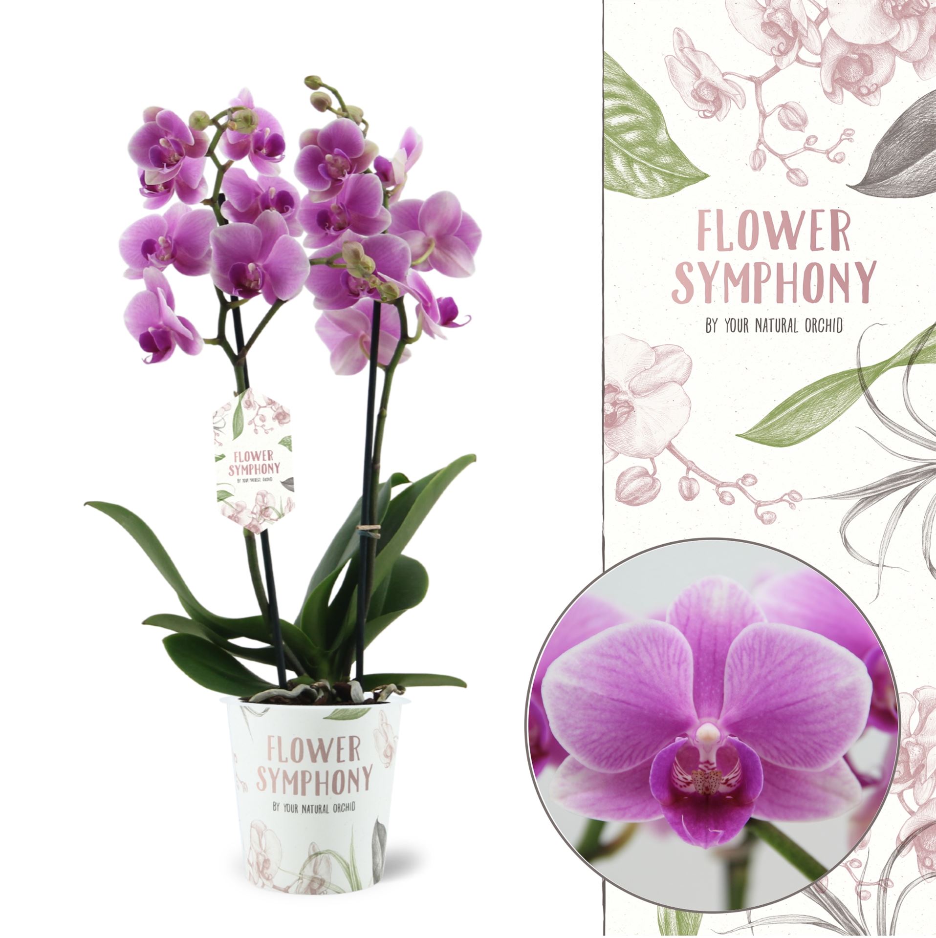 Горшечные цветы и растения оптом Phalaenopsis   ...lilac от 5шт из Голландии с доставкой по России