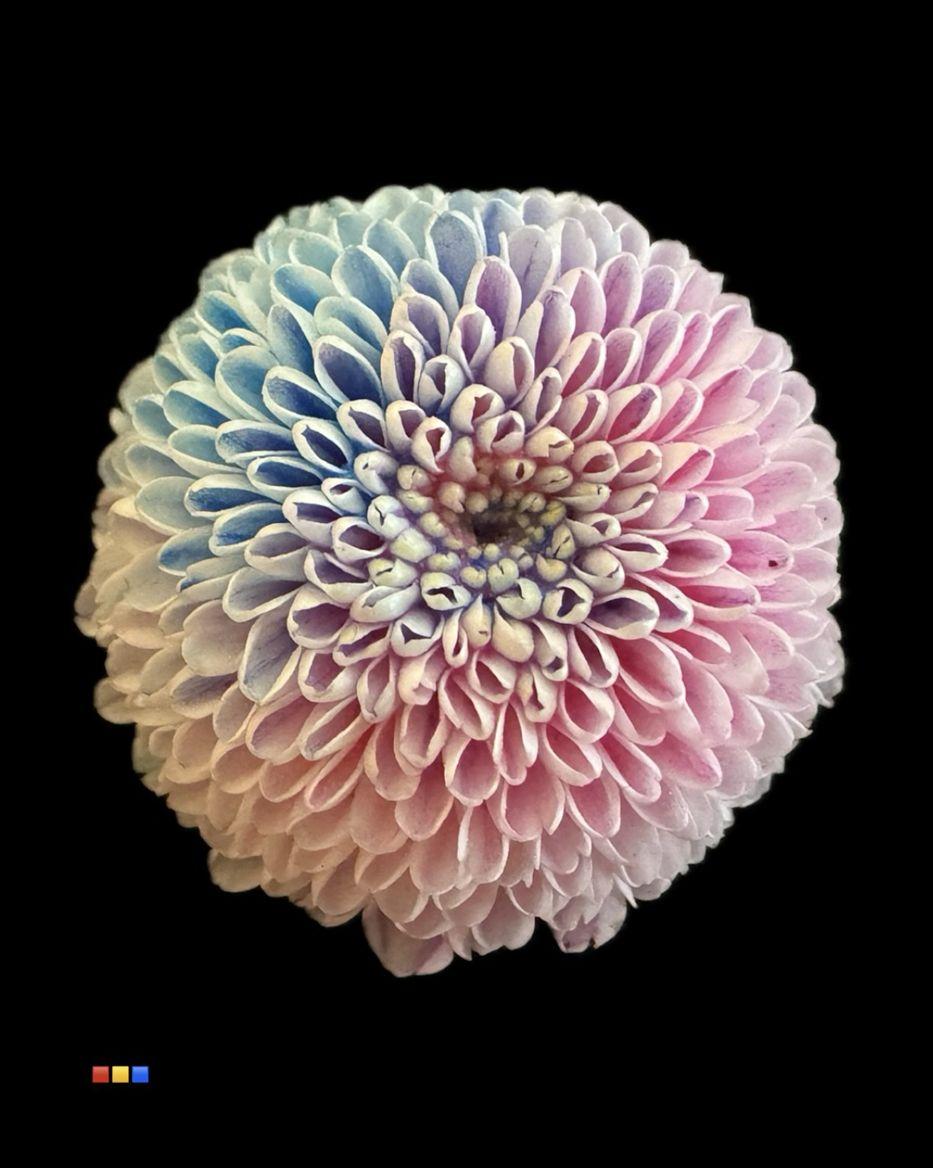 Срезанные цветы оптом Chrys sa paint dusty bubblegum от 75шт из Голландии с доставкой по России