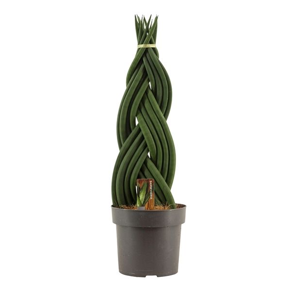 Горшечные цветы и растения оптом Sansevieria Cylindrica Braid от 4шт из Голландии с доставкой по России