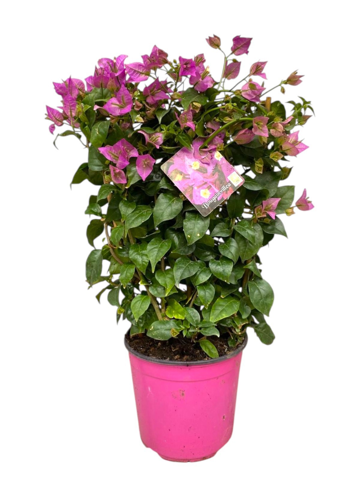 Горшечные цветы и растения оптом Bougainvillea Sanderiana On Reck от 1шт из Голландии с доставкой по России