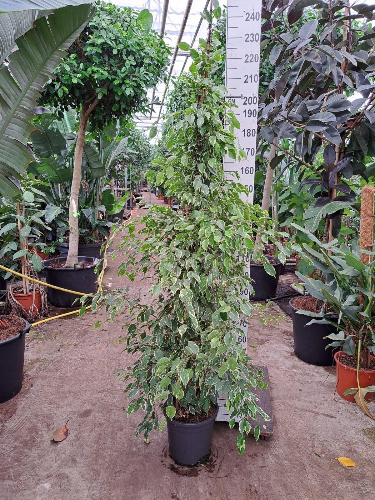 Горшечные цветы и растения оптом Ficus Be Golden King Piramide от 1шт из Голландии с доставкой по России