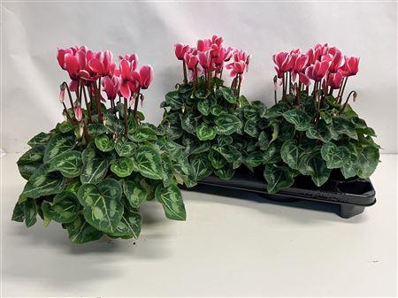 Горшечные цветы и растения оптом Cyclamen Xl Fuji Neon Pink от 2шт (для телеги) из Голландии с доставкой по России