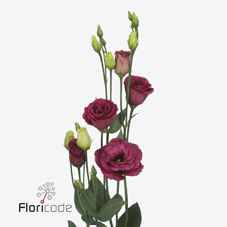 Срезанные цветы оптом Lisianthus do arosa red от 140шт. из Голландии с доставкой по России