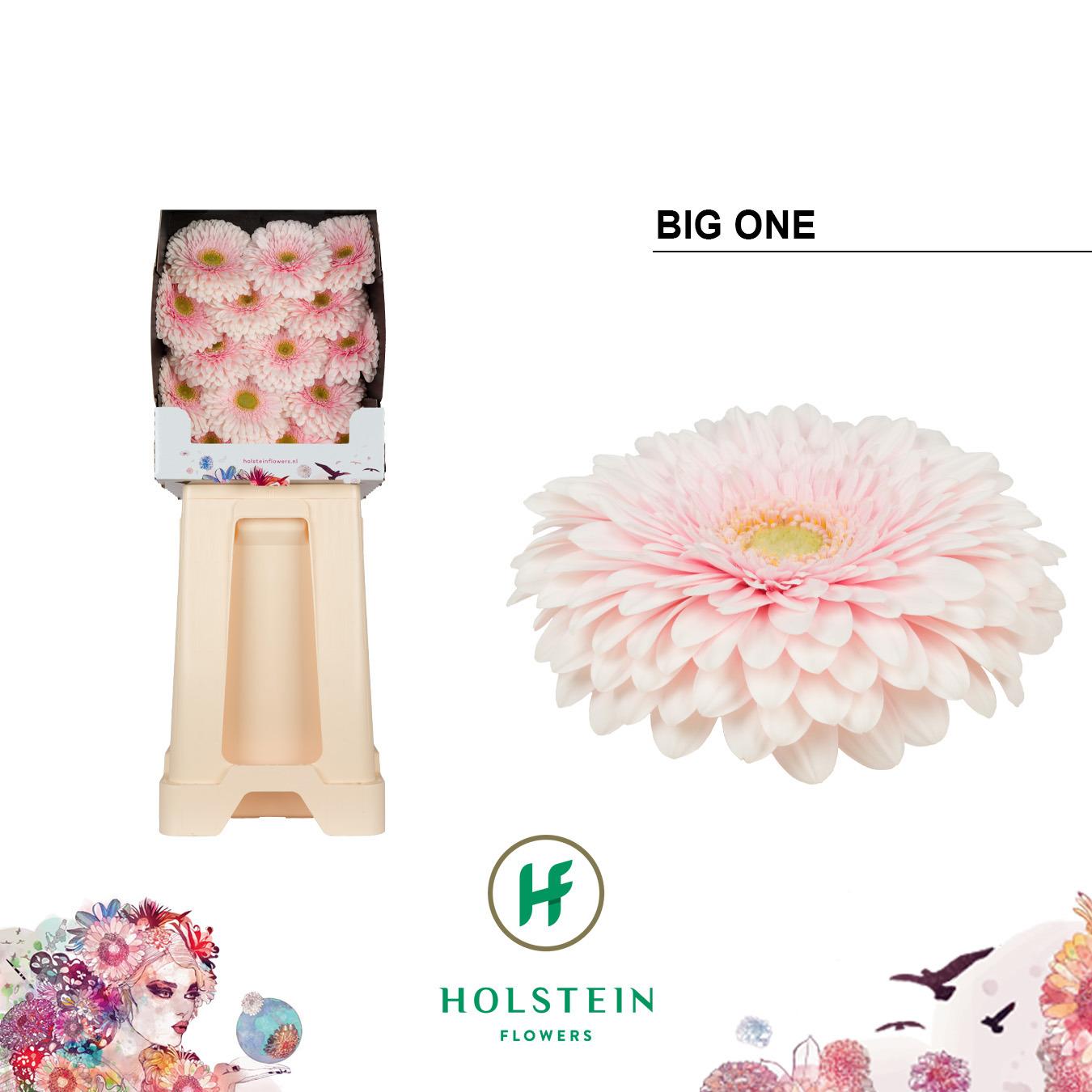 Срезанные цветы оптом Gerbera diamond gerponi big one от 45шт из Голландии с доставкой по России