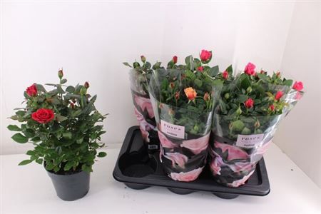 Горшечные цветы и растения оптом Ro Palace Gem 3 Srt от 6шт из Голландии с доставкой по России