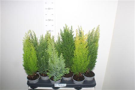 Горшечные цветы и растения оптом Coniferen Gem от 12шт из Голландии с доставкой по России
