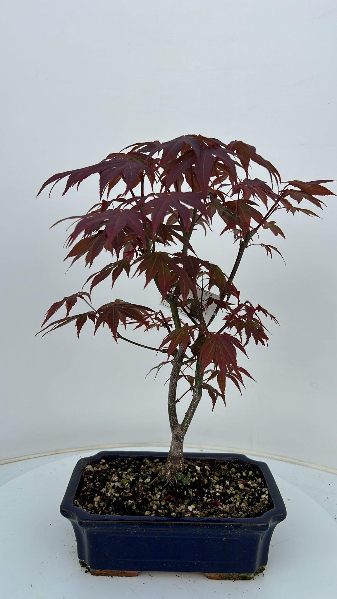 Горшечные цветы и растения оптом Acer Palmatum Atropurpureum, Pot 25cm. от 3шт из Голландии с доставкой по России