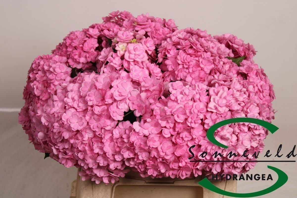 Срезанные цветы оптом Hydrangea beautensia luxor от 10шт из Голландии с доставкой по России