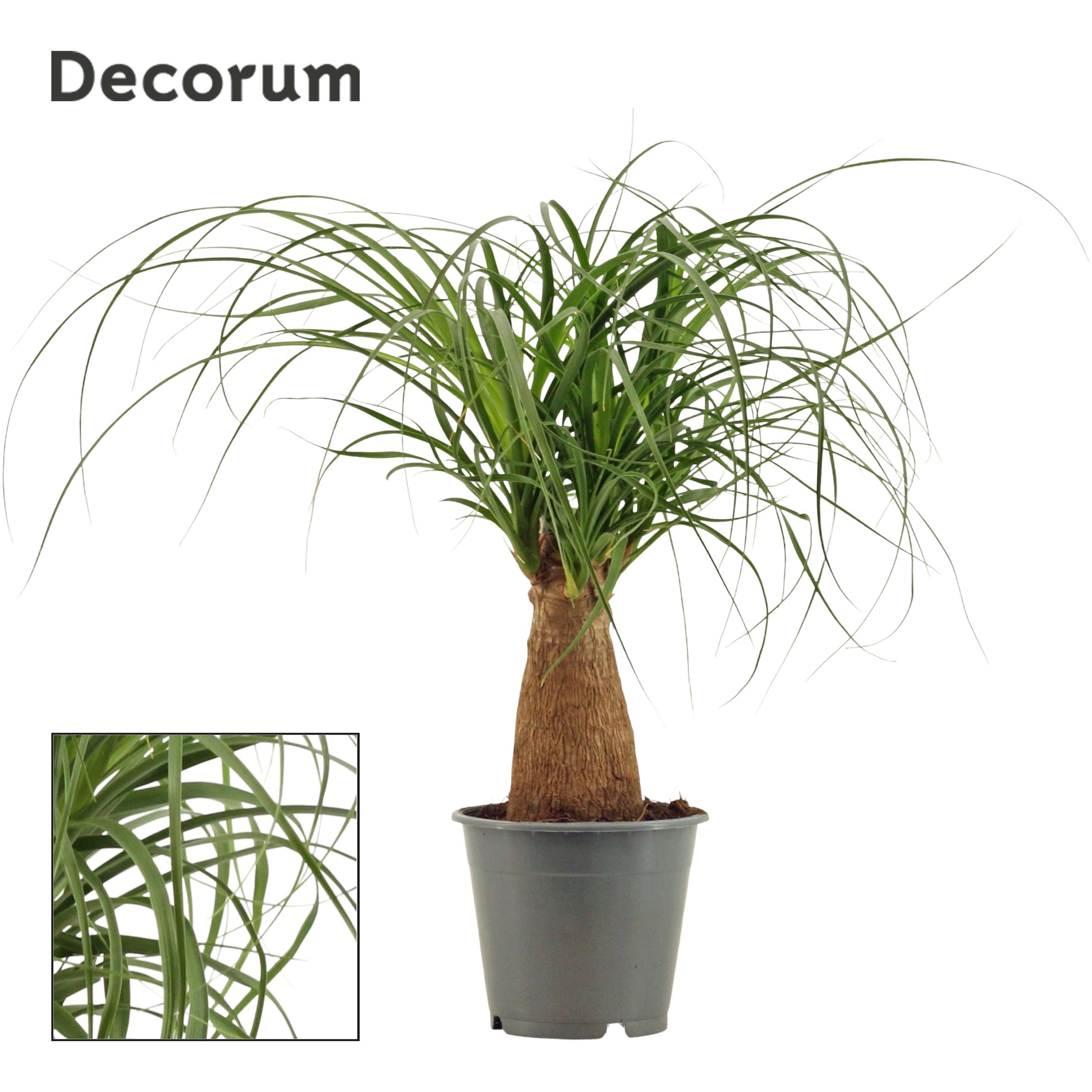 Горшечные цветы и растения оптом Beaucarnea 3pp (decorum) от 10шт из Голландии с доставкой по России