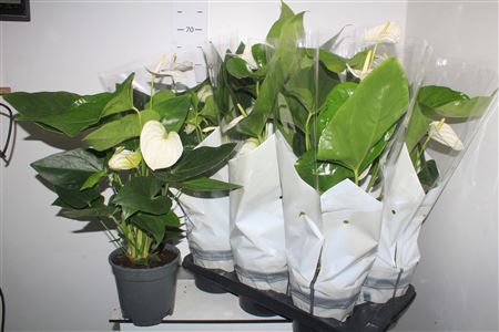 Горшечные цветы и растения оптом Anthu An Alaska 4-5+ P17 от 6шт из Голландии с доставкой по России