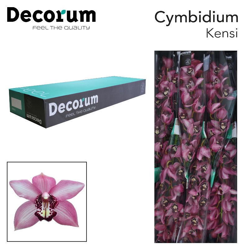 Срезанные цветы оптом Cymbidium pink kensi от 6шт из Голландии с доставкой по России