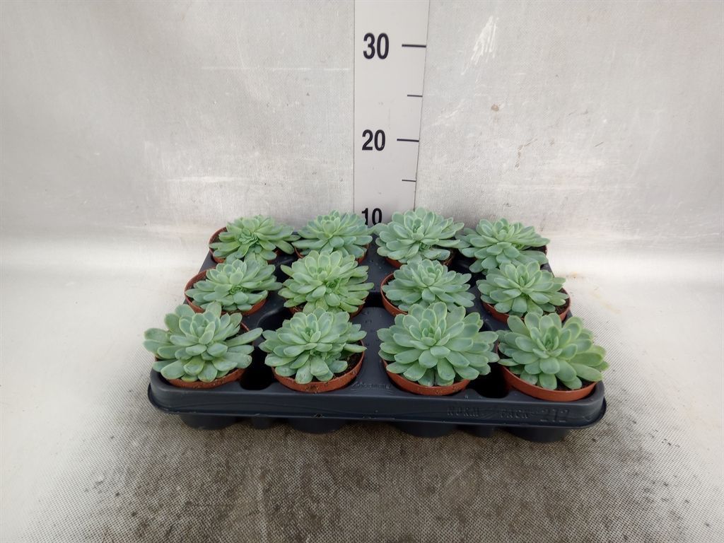 Горшечные цветы и растения оптом Echeveria Elegans от 12шт из Голландии с доставкой по России