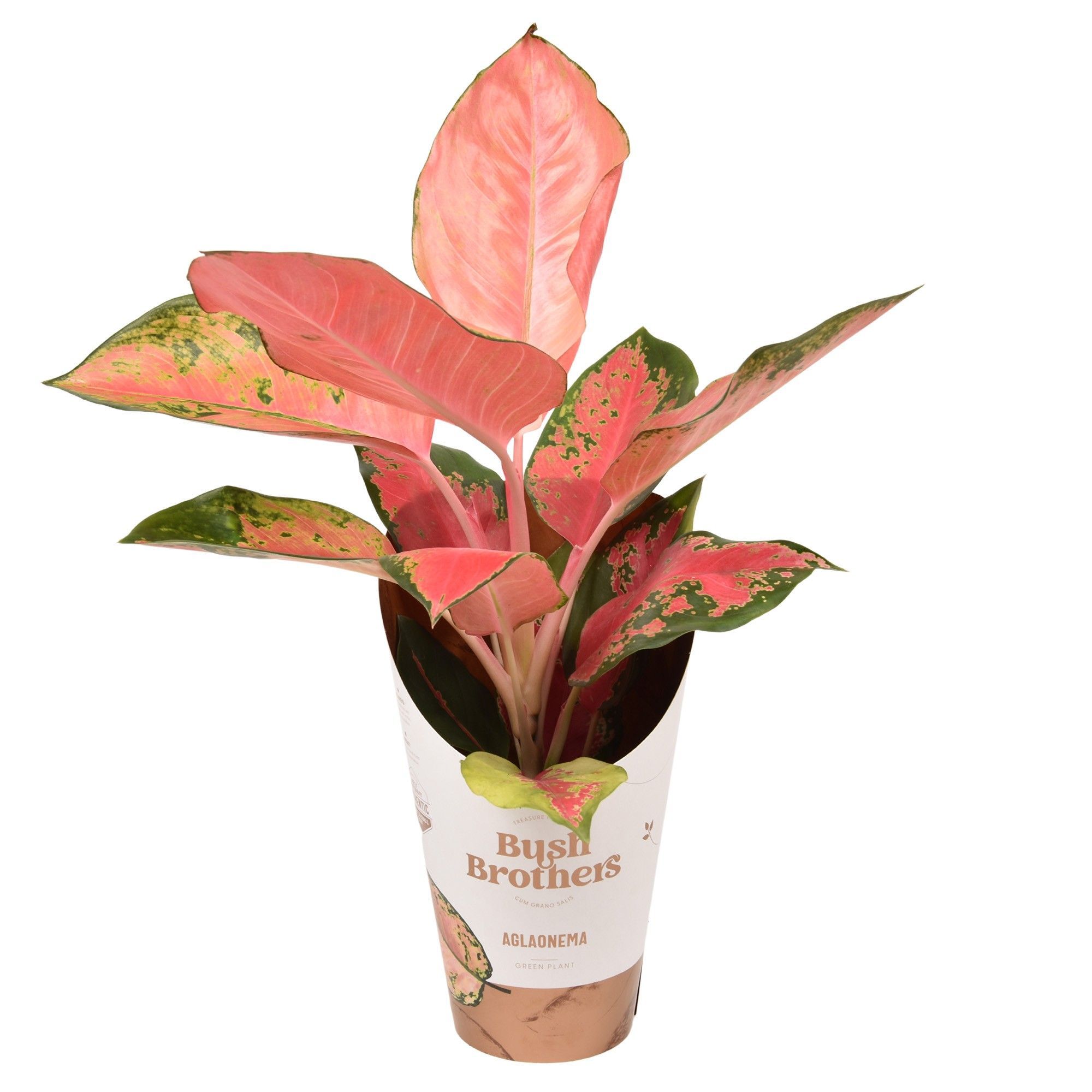 Горшечные цветы и растения оптом Aglaonema Orange Star от 6шт из Голландии с доставкой по России