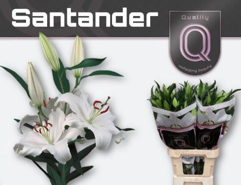 Срезанные цветы оптом Lilium or santander от 40шт из Голландии с доставкой по России