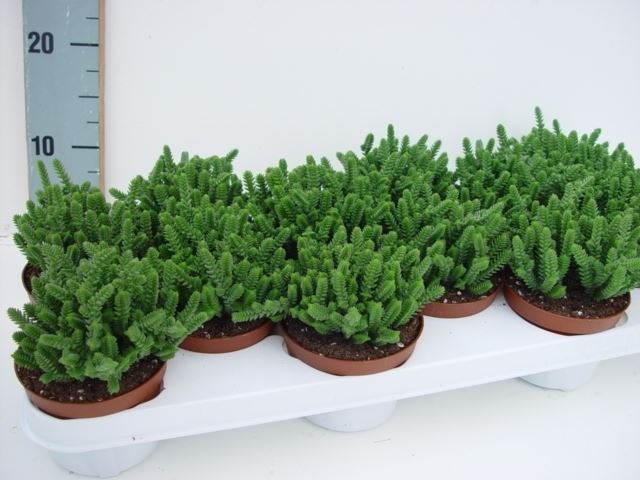 Горшечные цветы и растения оптом Crassula   ... от 9шт из Голландии с доставкой по России