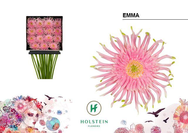 Срезанные цветы оптом Gerbera diamond gerpasta emma от 15шт из Голландии с доставкой по России