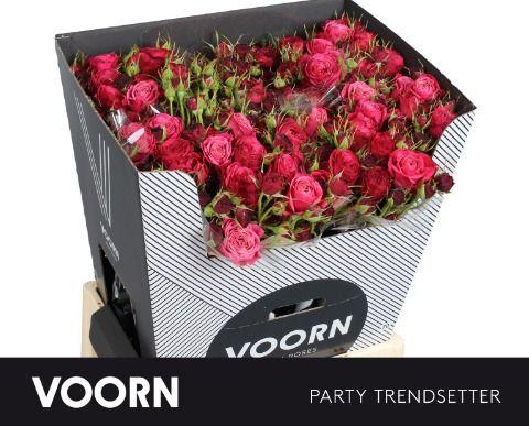 Срезанные цветы оптом Rosa spray party trendsetter от 30шт из Голландии с доставкой по России