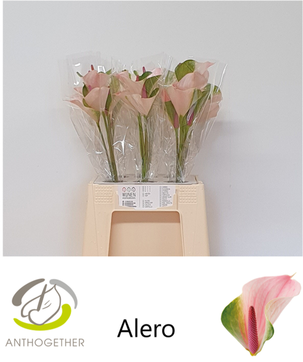 Срезанные цветы оптом Anthurium alero от 30шт из Голландии с доставкой по России