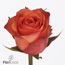 Срезанные цветы оптом Rosa large orange wave от 50шт из Голландии с доставкой по России